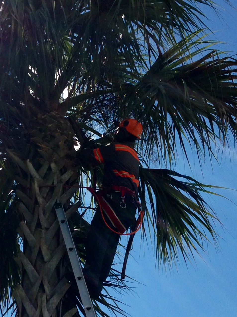 The Company - Adrian Tree Service, Arborist and Landscaping Services